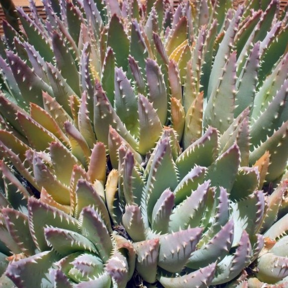 ALOE VERA ~ 8" X 10" Photography - Picture 1 of 1